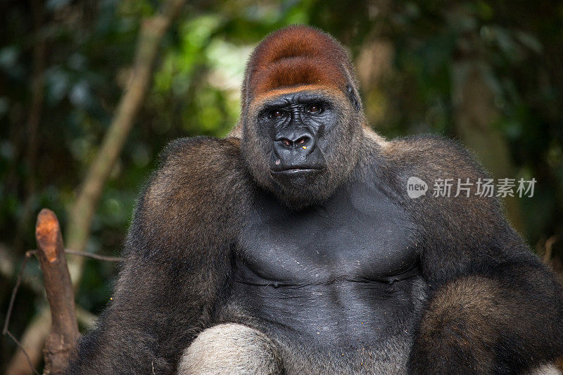 低地大猩猩的肖像。刚果共和国。