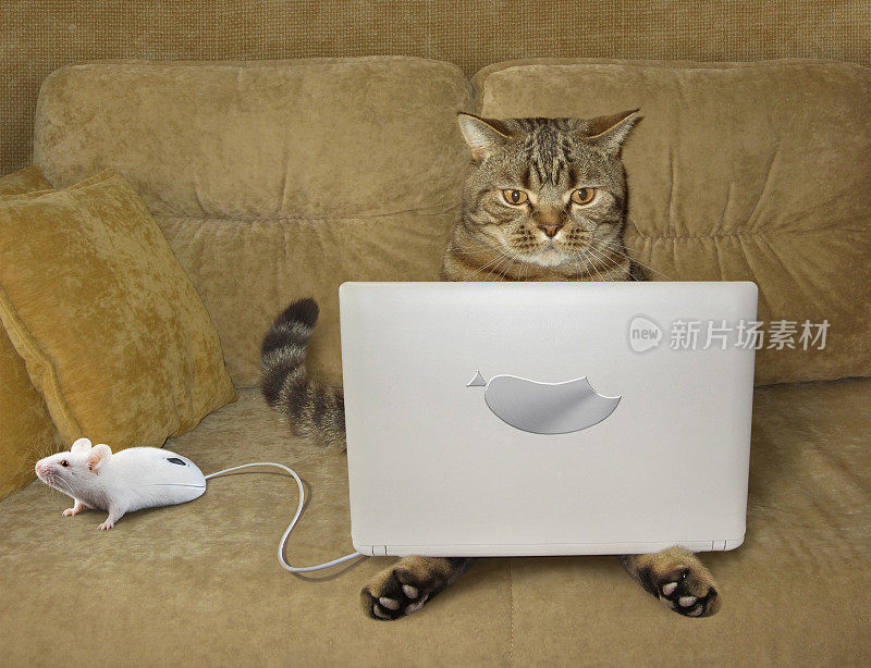 沙发上有一只拿着笔记本电脑的猫