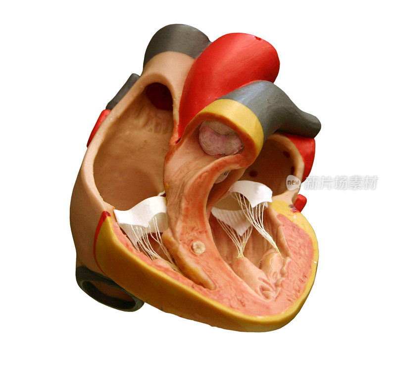解剖学-心脏模型