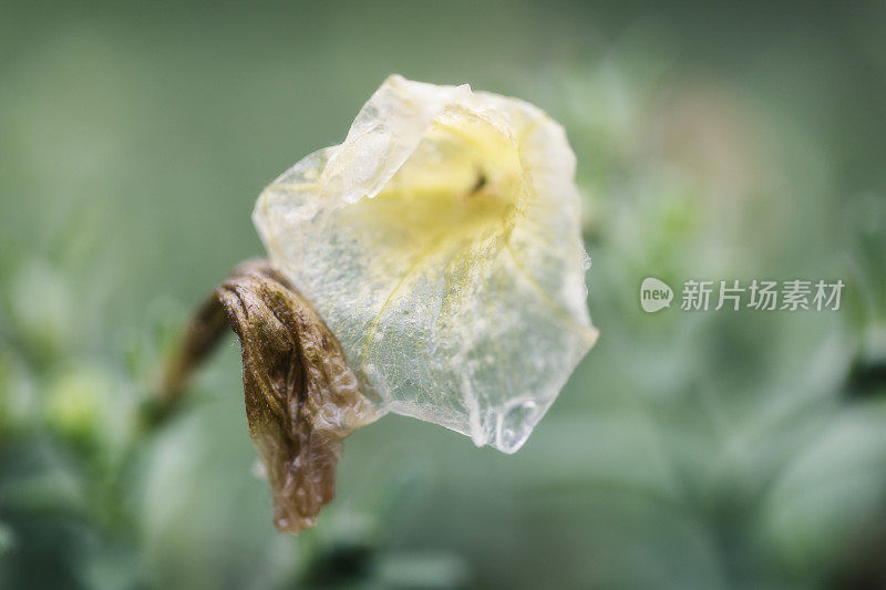 垂死的黄色矮牵牛花在秋天