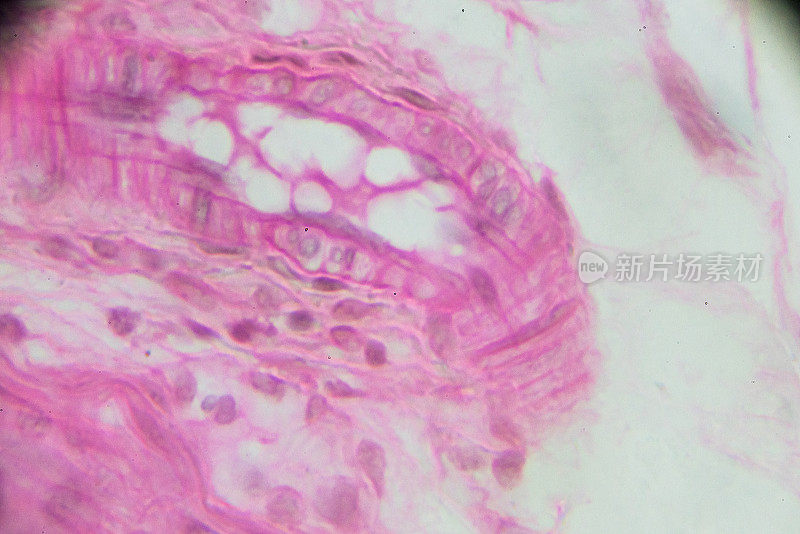 显微镜下睾丸及附睾载玻片