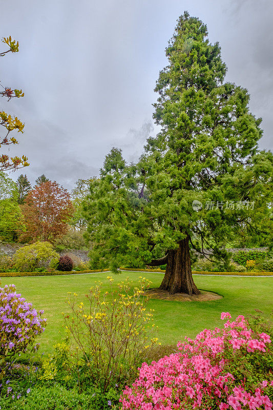 巨型红杉——苏格兰