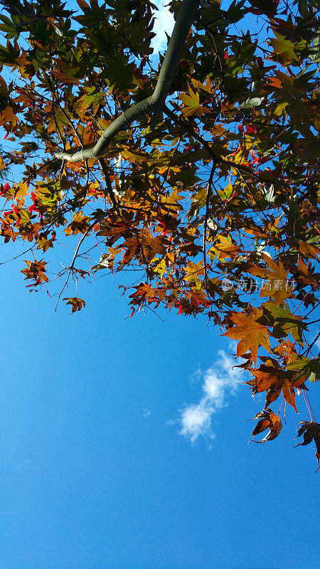 秋天的天空和树叶