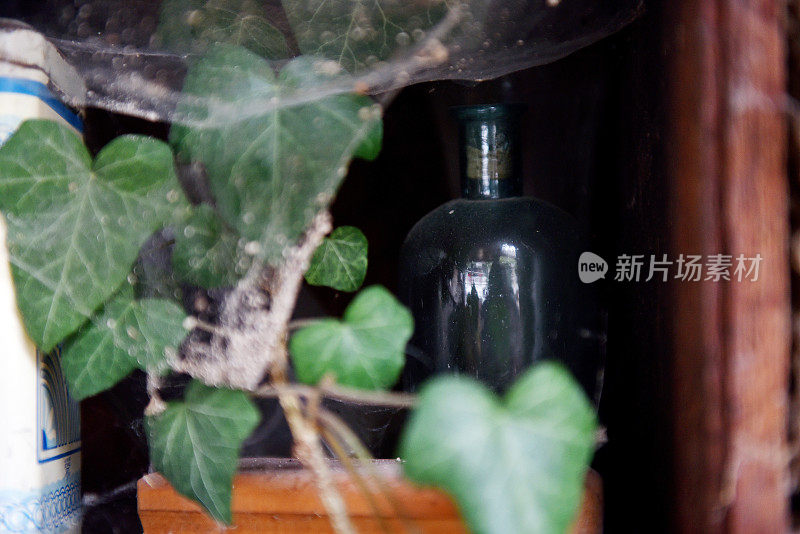 绿色常青藤和古董玻璃杯