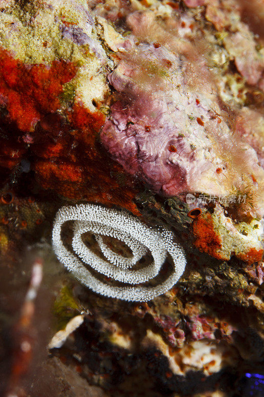 海洋生物裸鳃海蛞蝓卵水下美丽