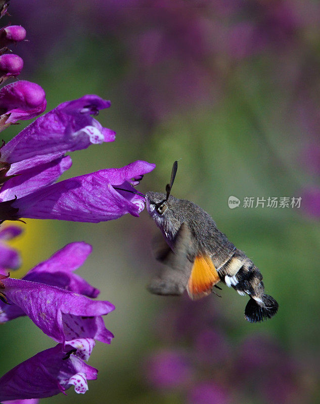 蜂鸟鹰蛾