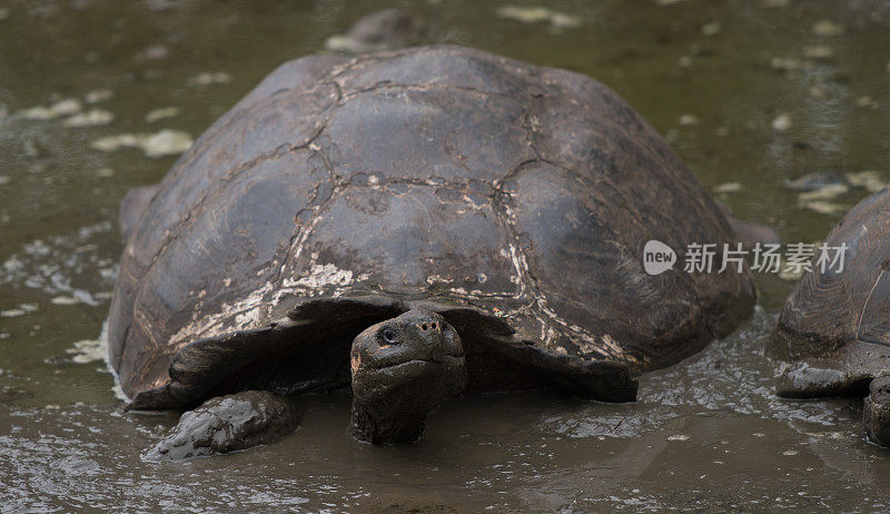 巨大的乌龟,加拉帕戈斯群岛