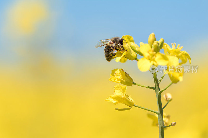 蜜蜂在春天采集油菜花的花蜜