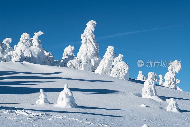 在哈尔茨地区的布罗肯山，阳光下覆盖着白雪皑皑的树木