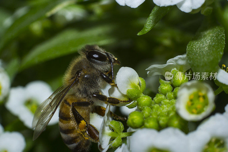 蜜蜂在香雪球