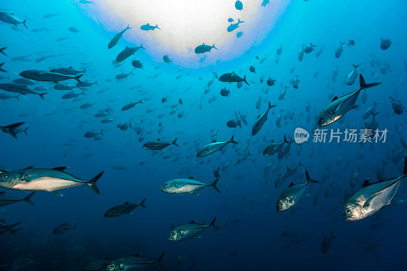 印度尼西亚班达海的马努克岛，满是鱼的大海