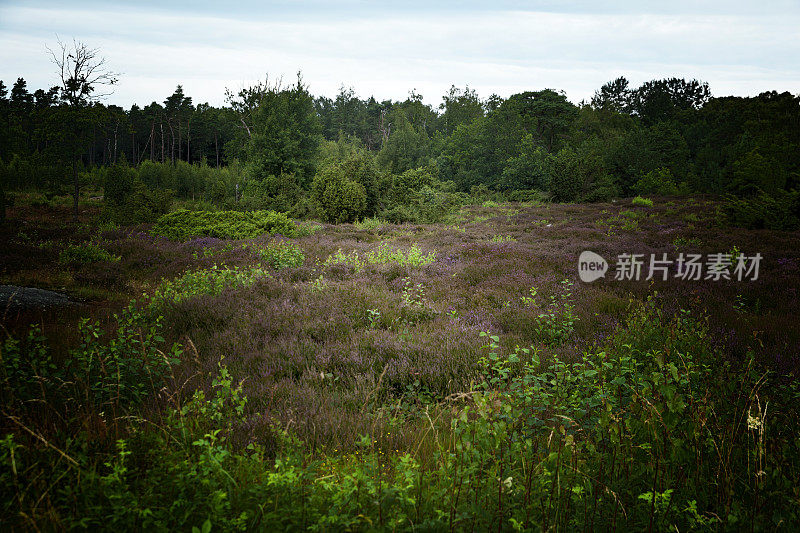 希瑟种植园