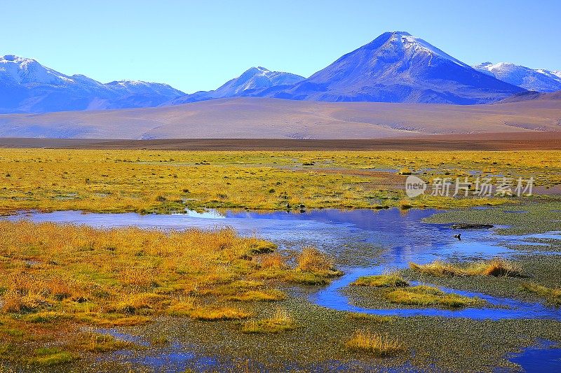 田园诗萨拉德塔拉盐沼，湖泊和河流沼泽-火山和田园诗阿塔卡马沙漠高原，火山景观全景-圣佩德罗阿塔卡马，智利，Bolívia和阿根廷边境