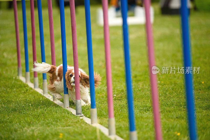 骑士国王查尔斯猎犬的障碍赛