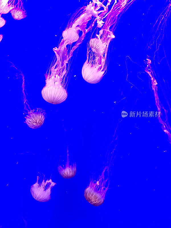 水母在水族馆