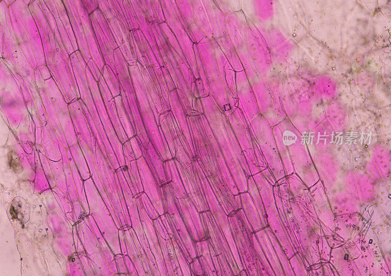 粉红色植物细胞的科学背景概念用显微镜找到。