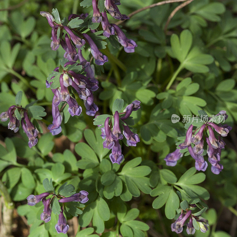 Corydalis采石场