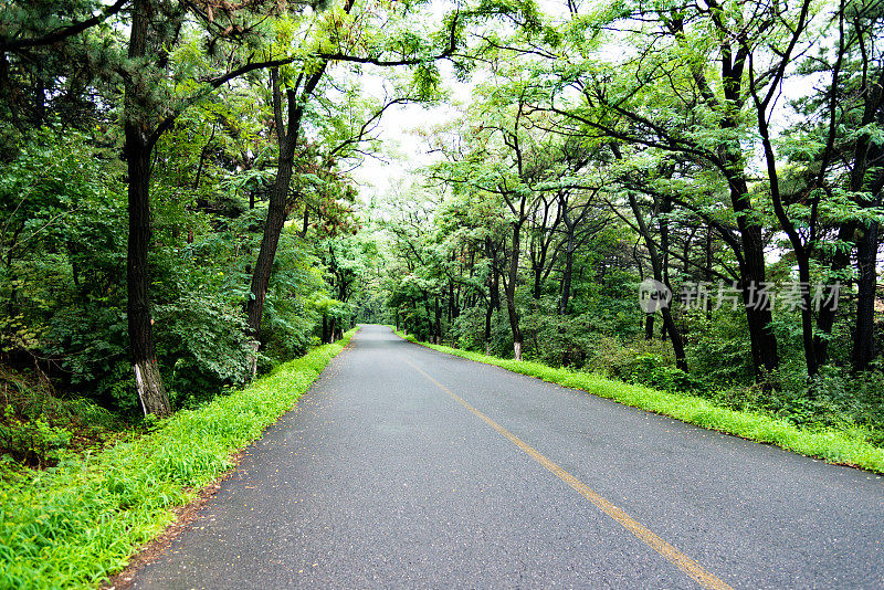 绿色森林里的乡间小路