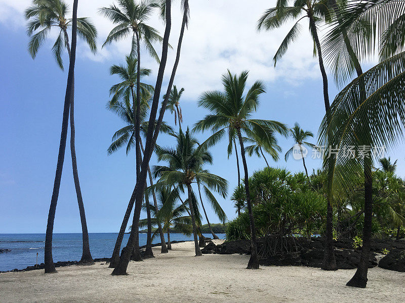 夏威夷海滩上的棕榈树