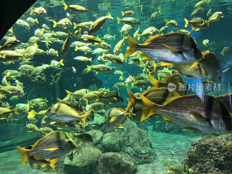 水族馆里的杰克鱼