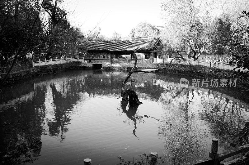 中国公园(中国云南丽江古城)的孤树