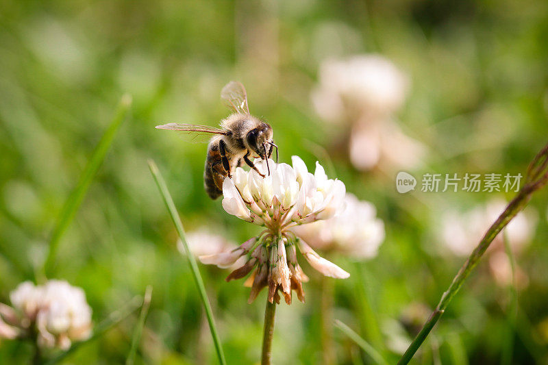 蜜蜂在花上采集花蜜