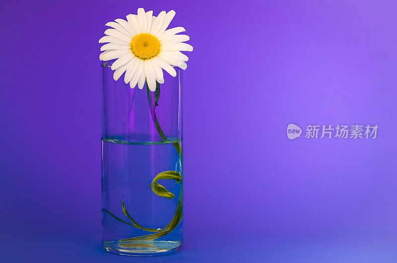 紫色背景上的洋甘菊玻璃，在右边的一个明亮的地方题字。