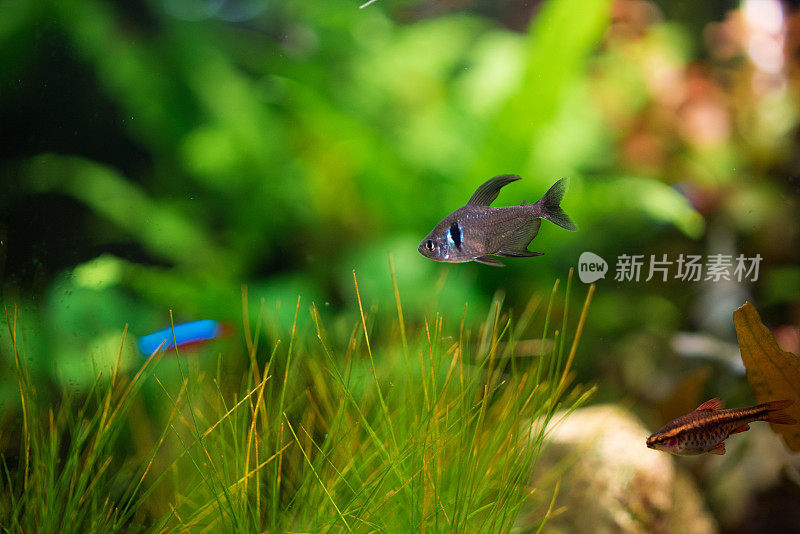 水族馆鱼类