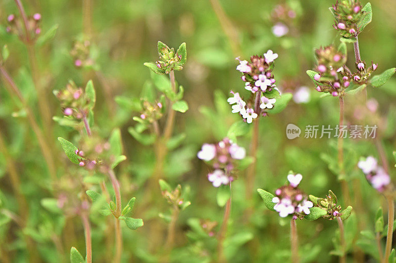 新鲜的百里香草本粉红色花生长在花园里