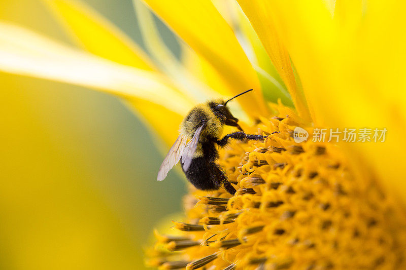 蜜蜂在向日葵上采集花粉。