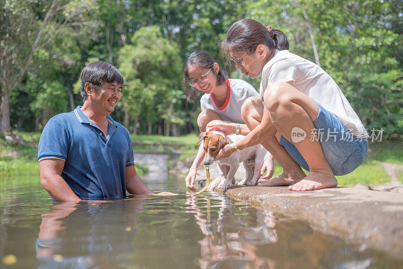 亚洲家庭玩好玩的杰克罗素梗狗在瀑布在夏天的早晨