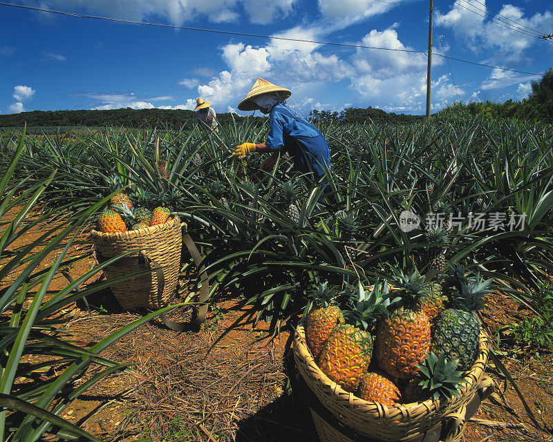 日本冲绳县的菠萝农场