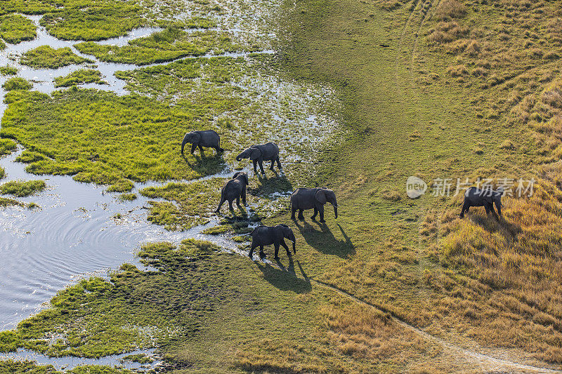 大象鸟瞰图，奥卡万戈三角洲，博茨瓦纳，非洲