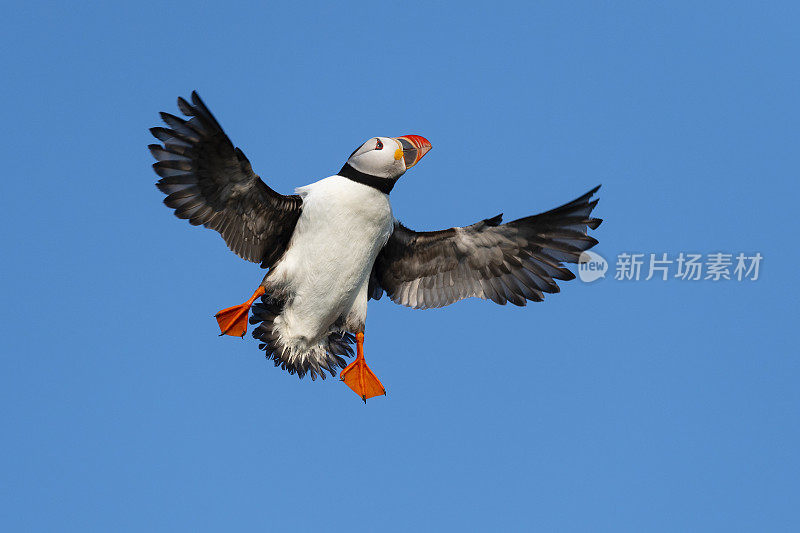 大西洋海雀，大西洋海雀，飞行中，蓝天