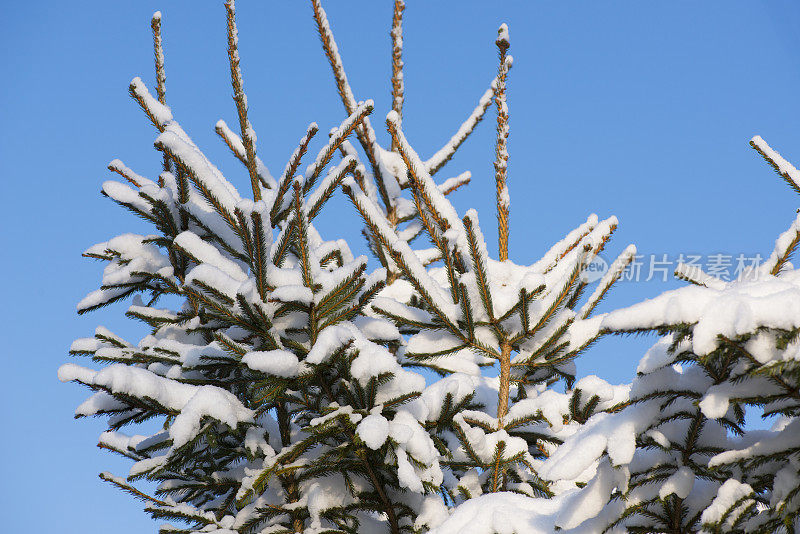 冬天雪森林。圣诞和新年。