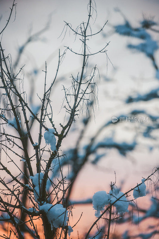 傍晚树上的雪