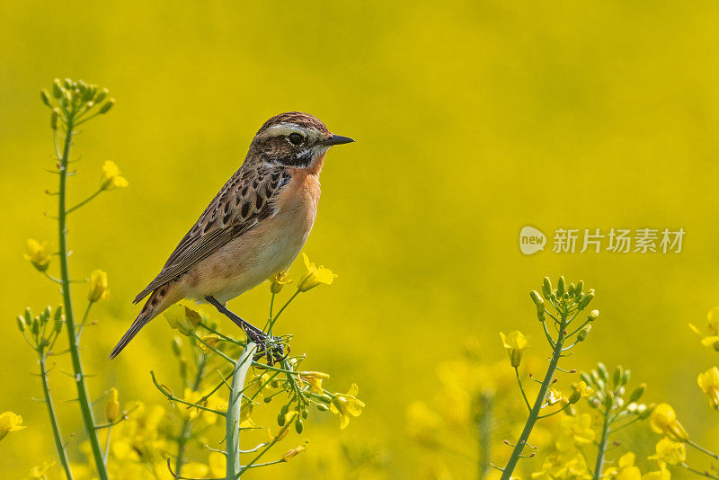 鞭虫栖息在油菜上