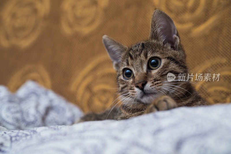 年轻的条纹小猫躺在枕头上。