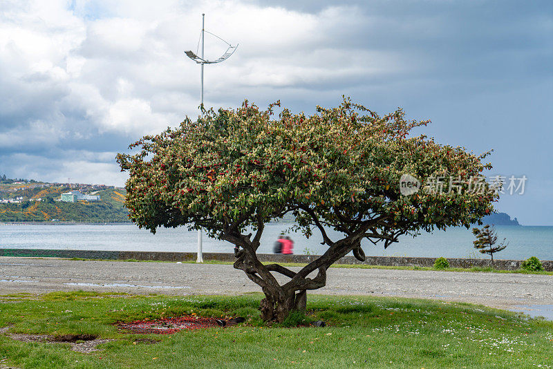 一对夫妇在智利蒙特港的水边欣赏海景
