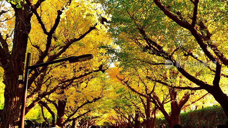 东京银杏树的金色叶子