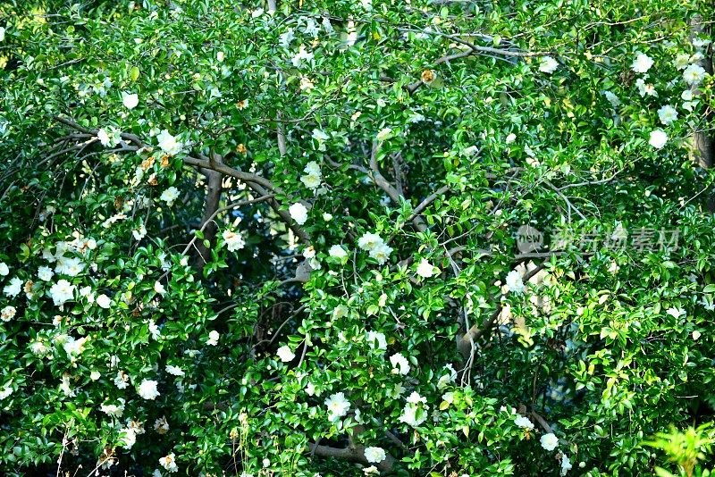 山茶花油茶花