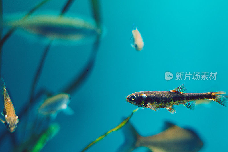 鱼在水族馆