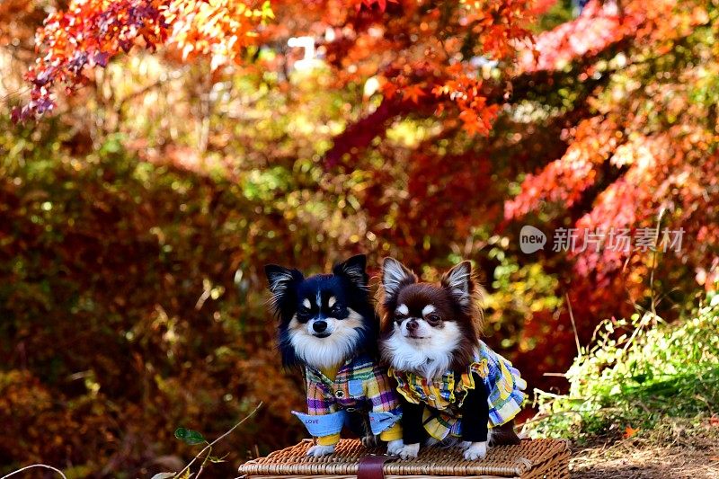 日本富士五湖地区的赏秋犬