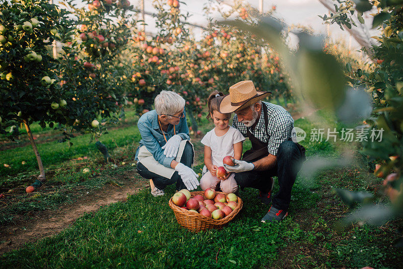 苹果园里的一家人