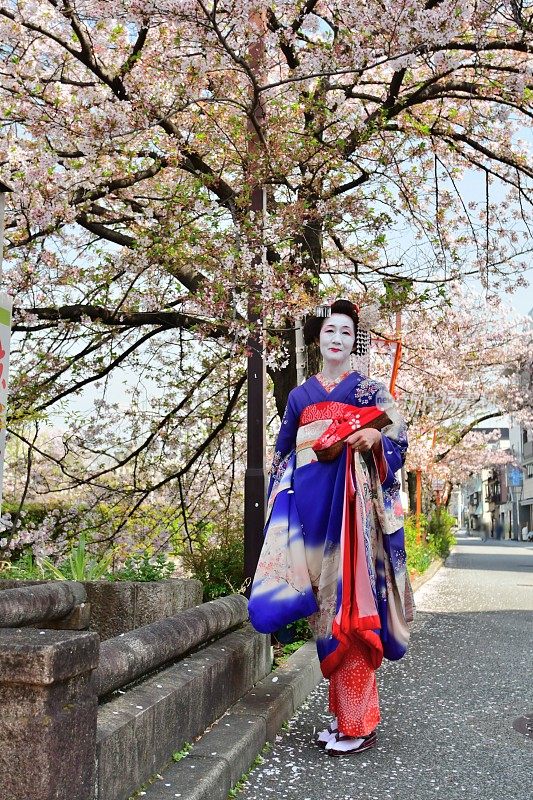 穿着美子服装的日本女人在京都欣赏樱花