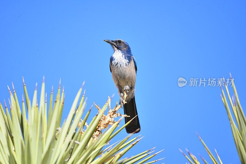 西方灌丛鸦