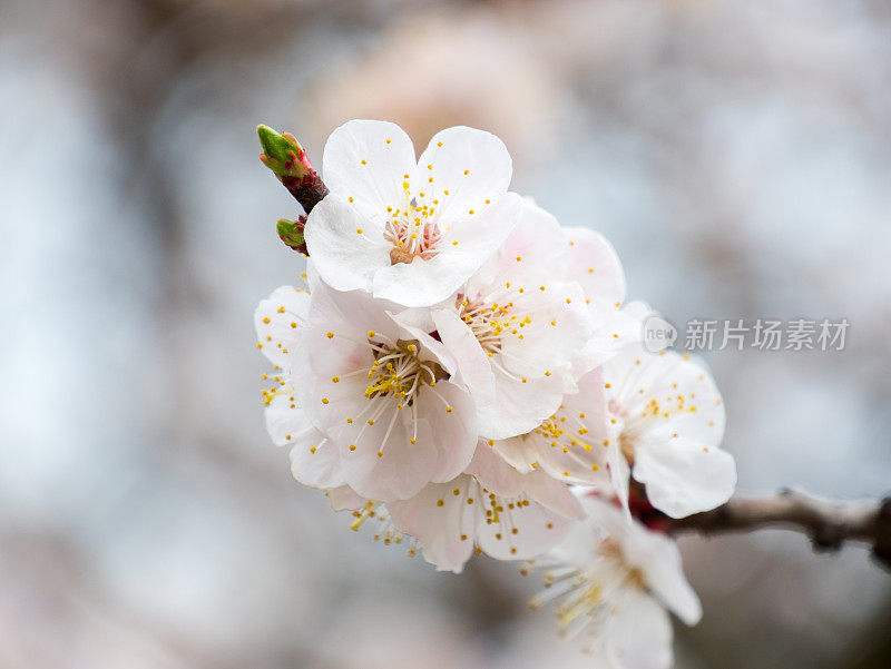 花杏春。