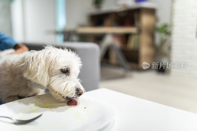 马耳他狗从盘子里偷食物