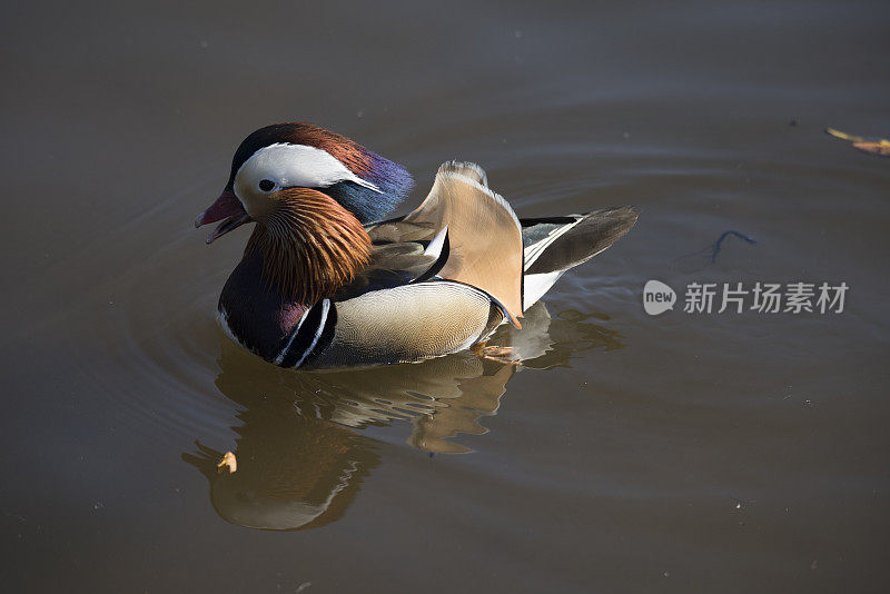 雄鸳鸯