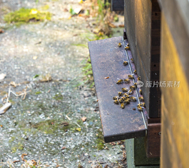 蜜蜂围着蜂箱飞来飞去。